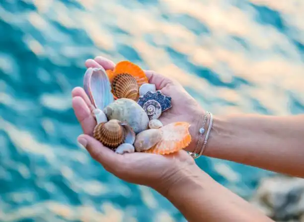 Search for Sea Shells along the Shoreline!